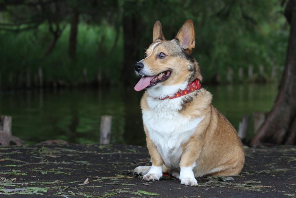 Neoprene Dog Collars