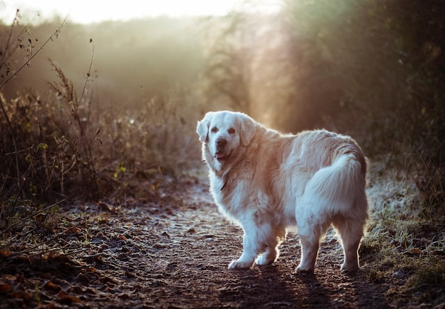 Can You Track Your Dog with a Microchip