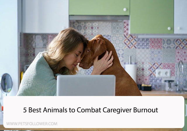 5 Best Animals to Combat Caregiver Burnout