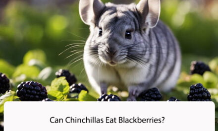 Can Chinchillas Eat Blackberries?