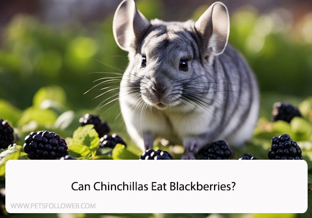 Can Chinchillas Eat Blackberries?