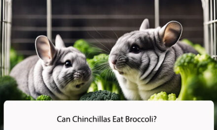 Can Chinchillas Eat Broccoli?