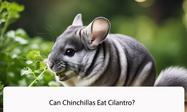 Can Chinchillas Eat Cilantro?