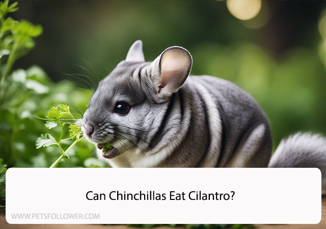 Can Chinchillas Eat Cilantro?