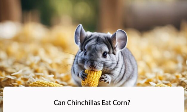 Can Chinchillas Eat Corn?