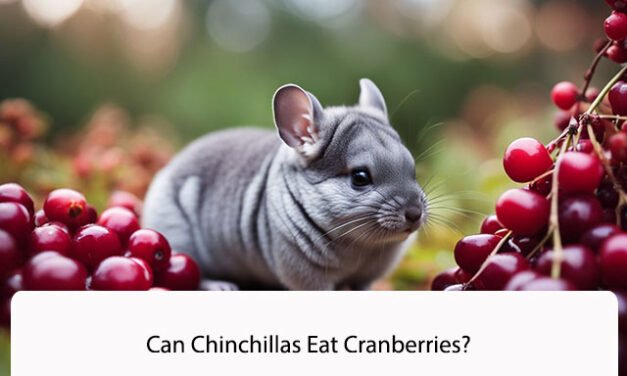 Can Chinchillas Eat Cranberries?