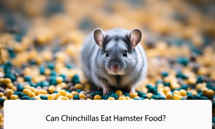 Can Chinchillas Eat Hamster Food?