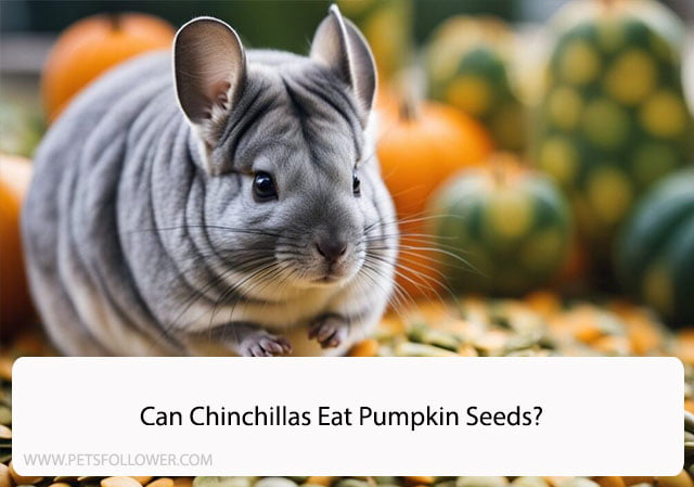 Can Chinchillas Eat Pumpkin Seeds?