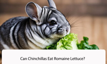 Can Chinchillas Eat Romaine Lettuce?