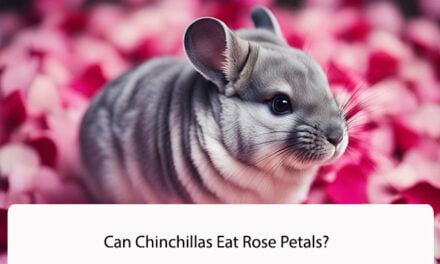 Can Chinchillas Eat Rose Petals?