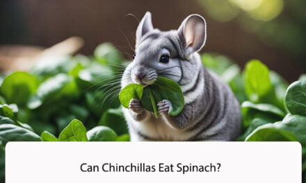 Can Chinchillas Eat Spinach?