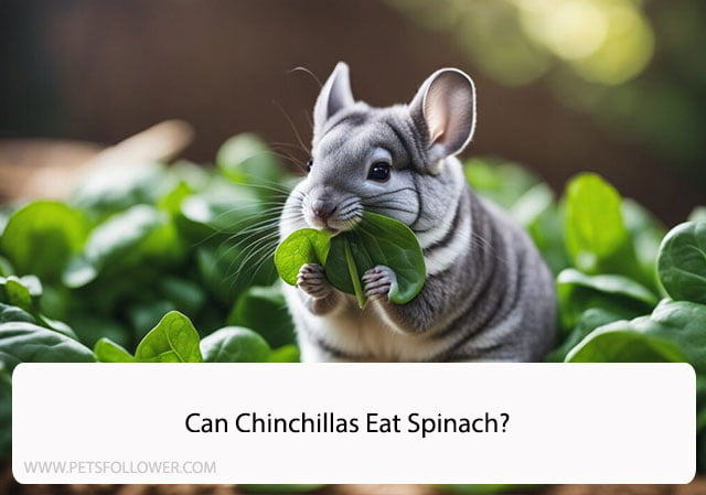 Can Chinchillas Eat Spinach?