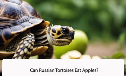 Can Russian Tortoises Eat Apples?