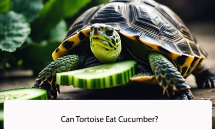 Can Tortoise Eat Cucumber?