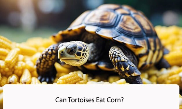 Can Tortoises Eat Corn?