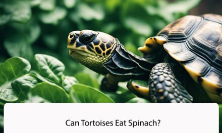 Can Tortoises Eat Spinach?