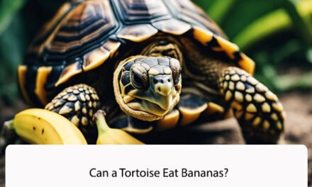 Can a Tortoise Eat Bananas?