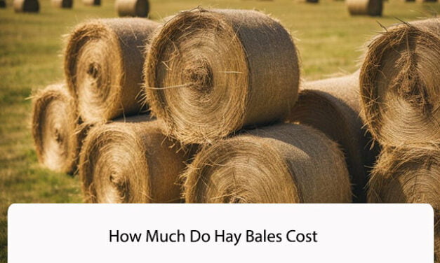 How Much Do Hay Bales Cost