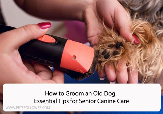 How to Groom an Old Dog: Essential Tips for Senior Canine Care