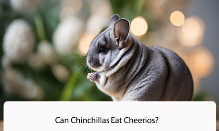 Can Chinchillas Eat Cheerios?