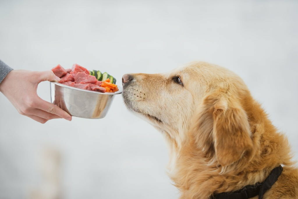 The Rise of Raw Dog Food