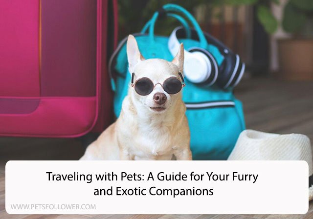 Traveling with Pets: A Guide for Your Furry and Exotic Companions