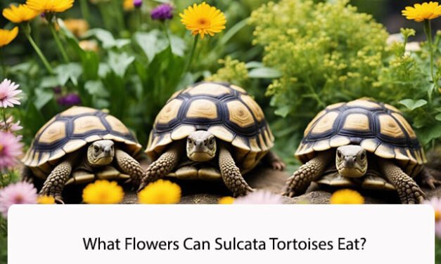 What Flowers Can Sulcata Tortoises Eat?