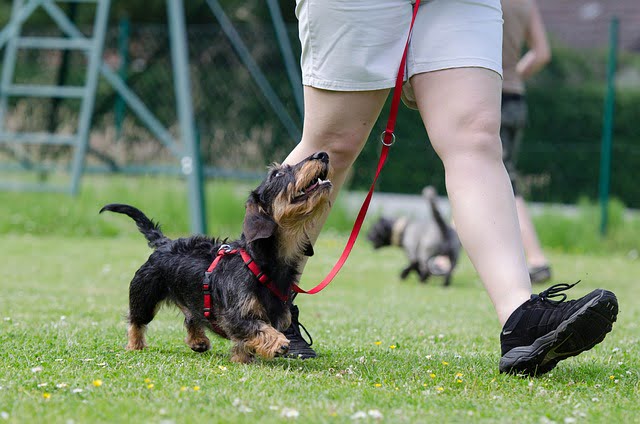 Virtual Dog Training