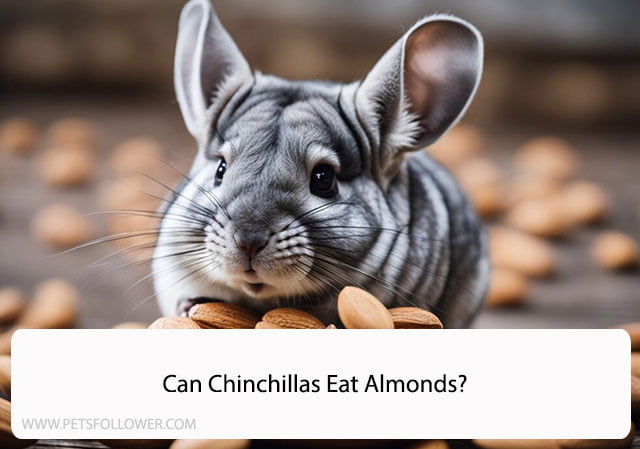 Can Chinchillas Eat Almonds?