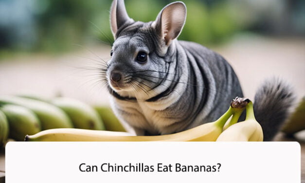 Can Chinchillas Eat Bananas?