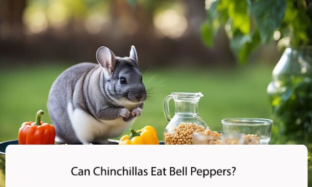 Can Chinchillas Eat Bell Peppers?