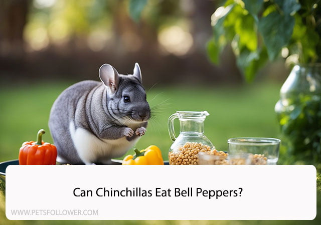 Can Chinchillas Eat Bell Peppers?