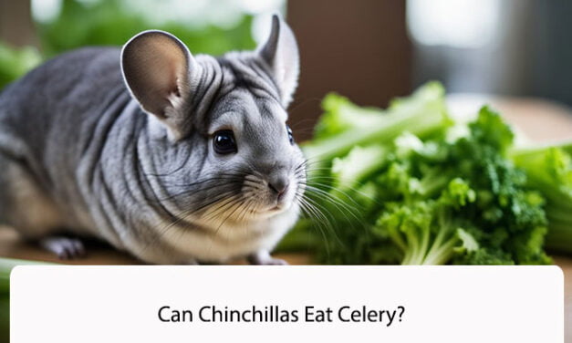 Can Chinchillas Eat Celery?