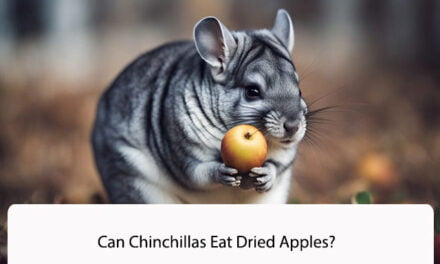 Can Chinchillas Eat Dried Apples?