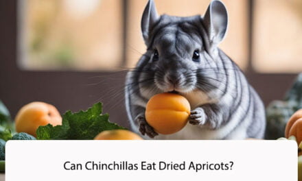 Can Chinchillas Eat Dried Apricots?