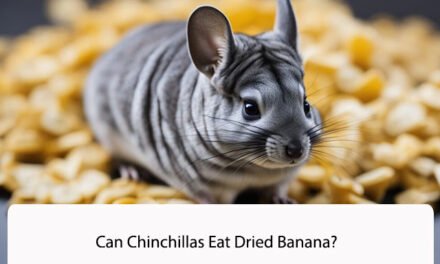 Can Chinchillas Eat Dried Banana?