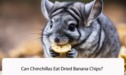 Can Chinchillas Eat Dried Banana Chips?