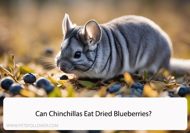 Can Chinchillas Eat Dried Blueberries?