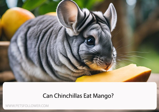 Can Chinchillas Eat Mango?