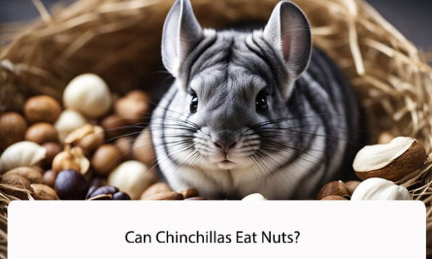 Can Chinchillas Eat Nuts?