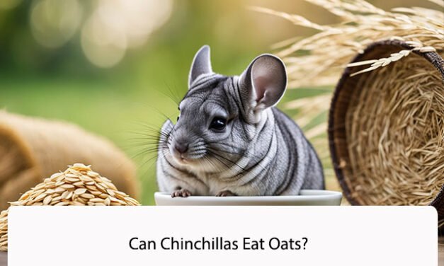 Can Chinchillas Eat Oats?