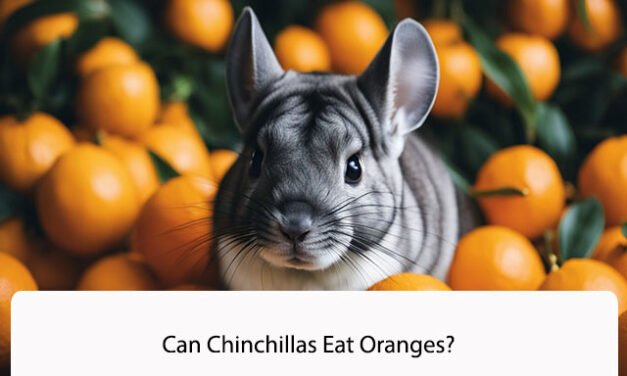 Can Chinchillas Eat Oranges?