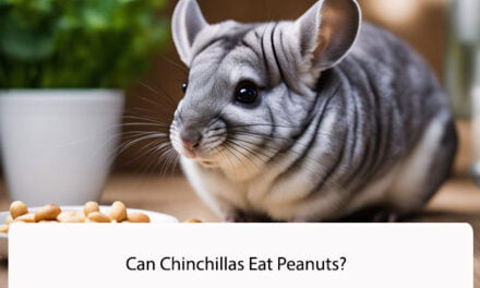 Can Chinchillas Eat Peanuts?