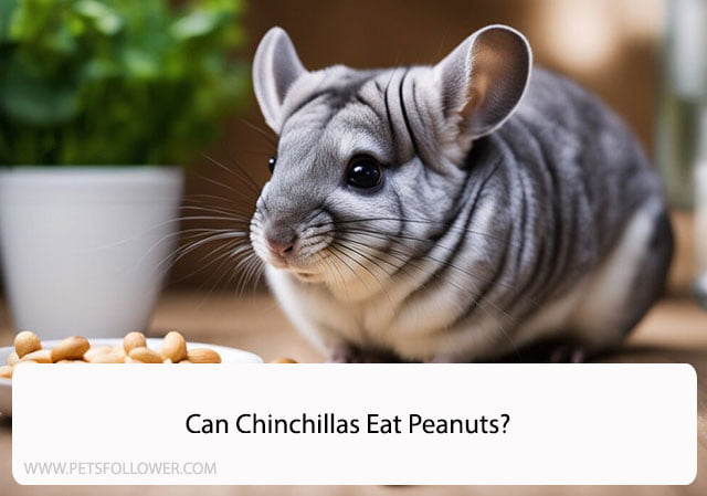 Can Chinchillas Eat Peanuts?