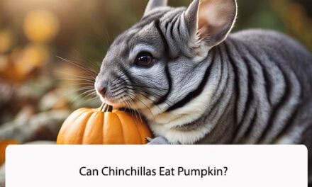 Can Chinchillas Eat Pumpkin?