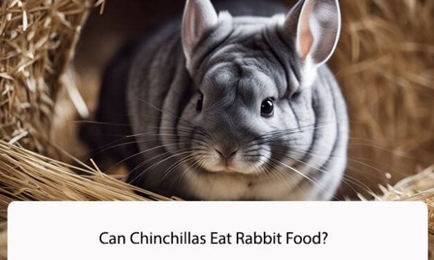 Can Chinchillas Eat Rabbit Food?