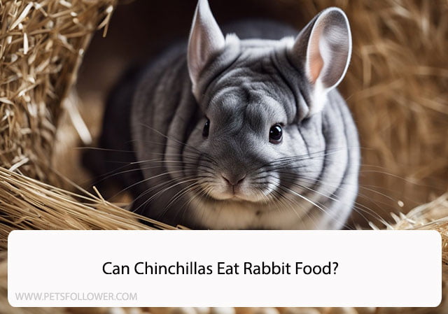 Can Chinchillas Eat Rabbit Food?