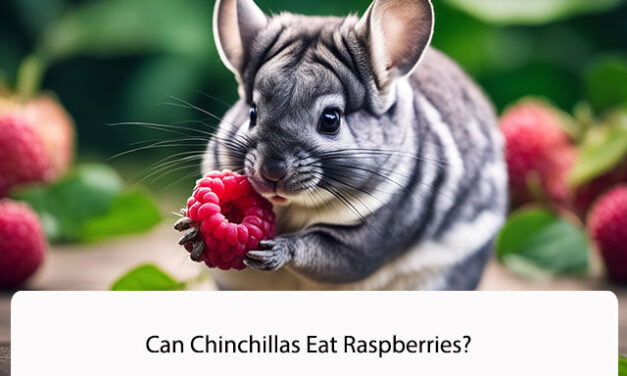 Can Chinchillas Eat Raspberries?