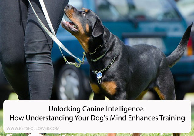 Unlocking Canine Intelligence: How Understanding Your Dog’s Mind Enhances Training