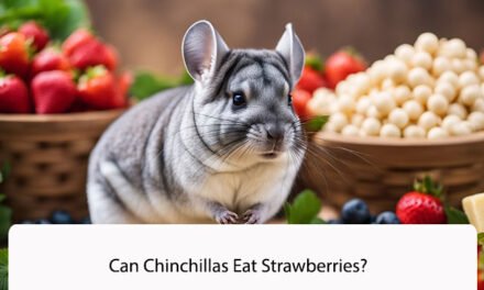 Can Chinchillas Eat Strawberries?